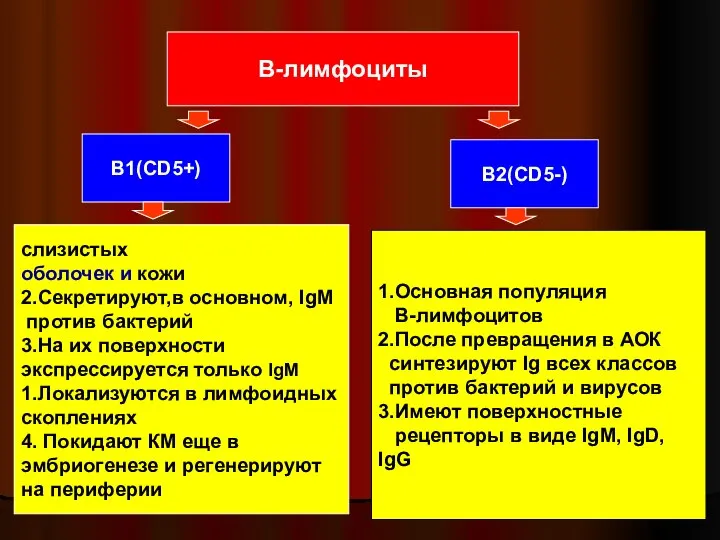 В-лимфоциты В1(CD5+) В2(CD5-) слизистых оболочек и кожи 2.Секретируют,в основном, IgМ против бактерий