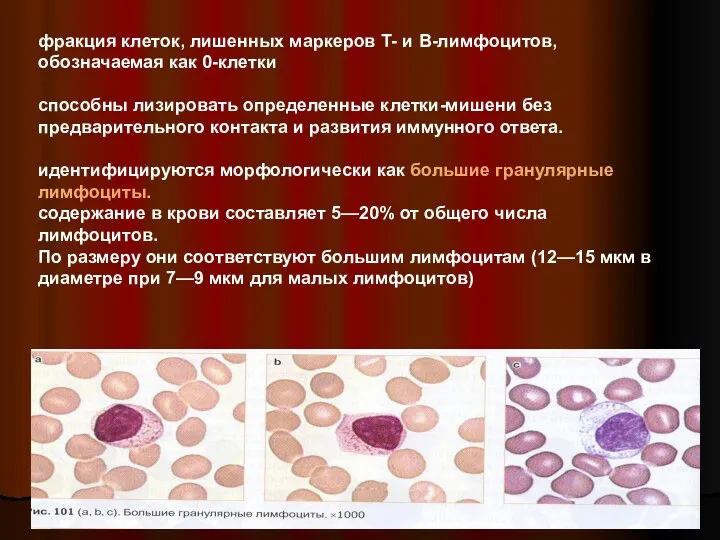 фракция клеток, лишенных маркеров Т- и В-лимфоцитов, обозначаемая как 0-клетки способны лизировать