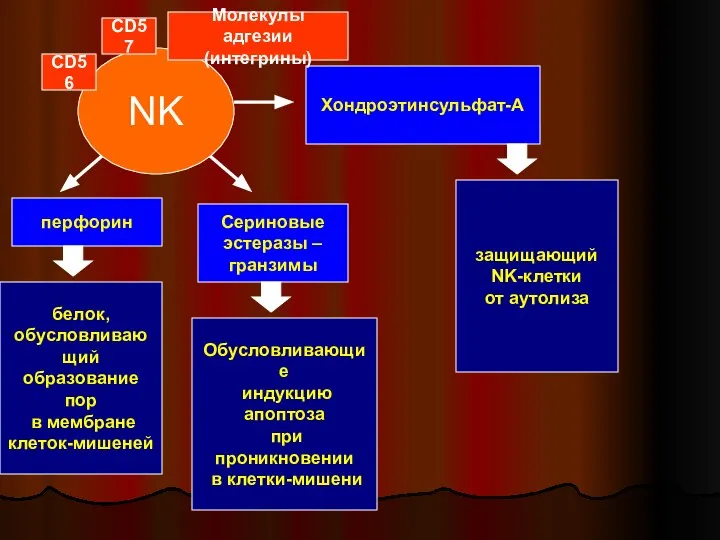 NK перфорин Сериновые эстеразы – гранзимы Хондроэтинсульфат-А белок, обусловливающий образование пор в