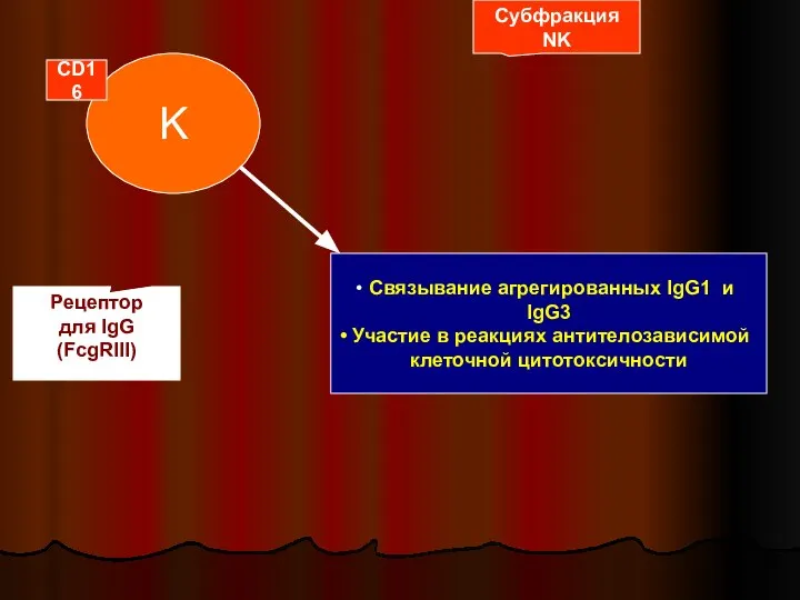 K Субфракция NK CD16 Рецептор для IgG (FcgRIII) Связывание агрегированных IgG1 и