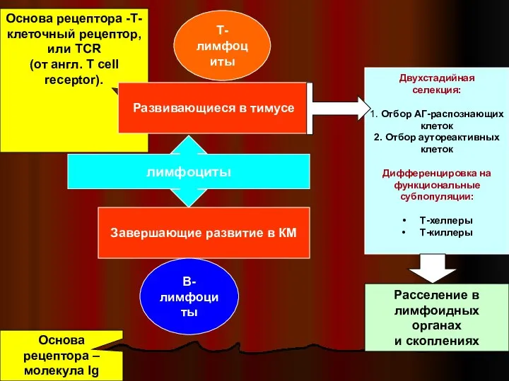 лимфоциты Завершающие развитие в КМ Т-лимфоциты В-лимфоциты Основа рецептора – молекула Ig