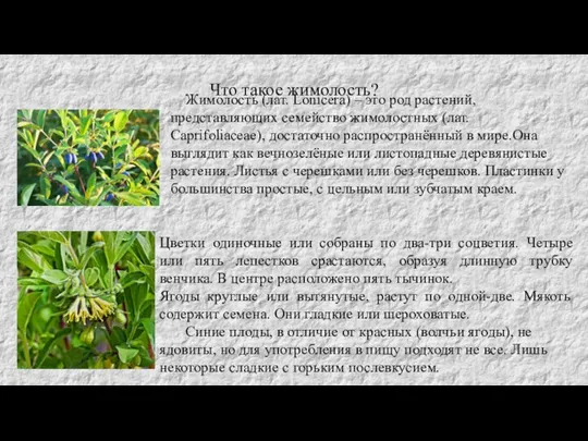 Что такое жимолость? Жимолость (лат. Lonicera) – это род растений, представляющих семейство