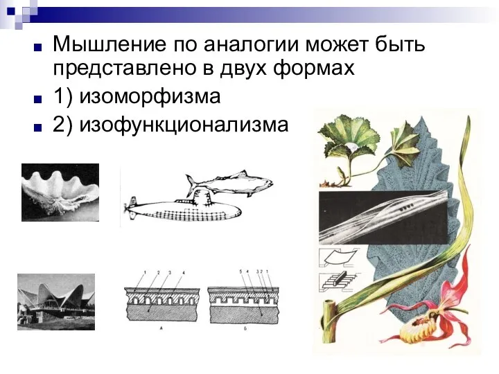 Мышление по аналогии может быть представлено в двух формах 1) изоморфизма 2) изофункционализма