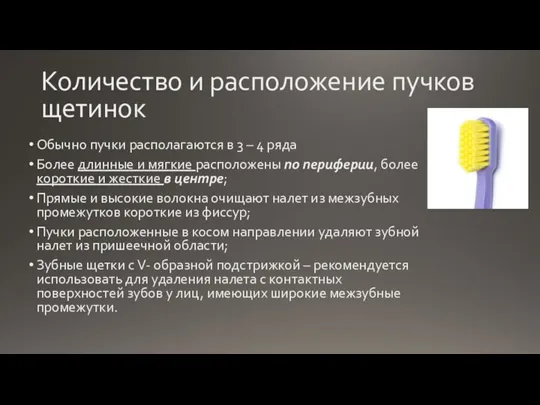 Количество и расположение пучков щетинок Обычно пучки располагаются в 3 – 4