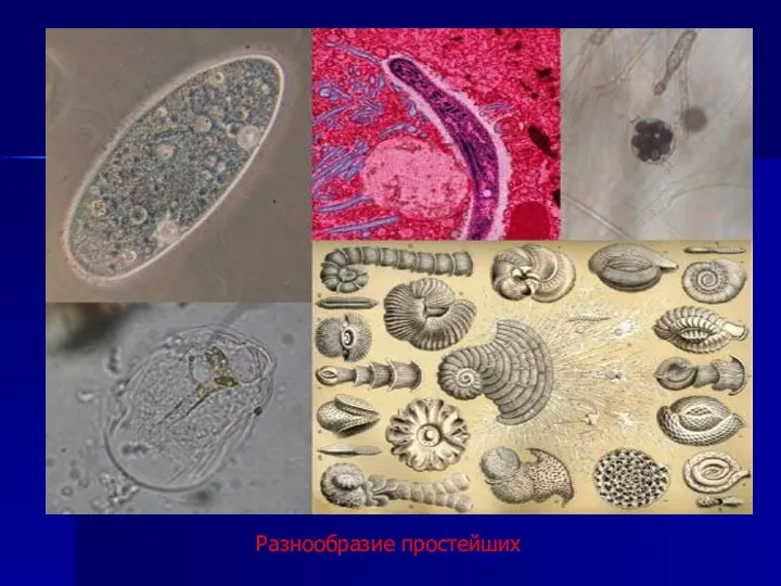 Разнообразие простейших