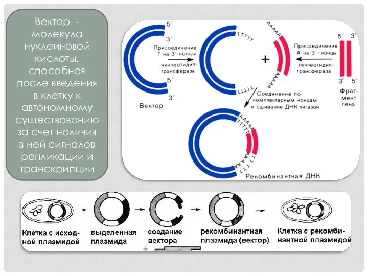 Вектор - молекула нуклеиновой кислоты, способная после введения в клетку к автономному
