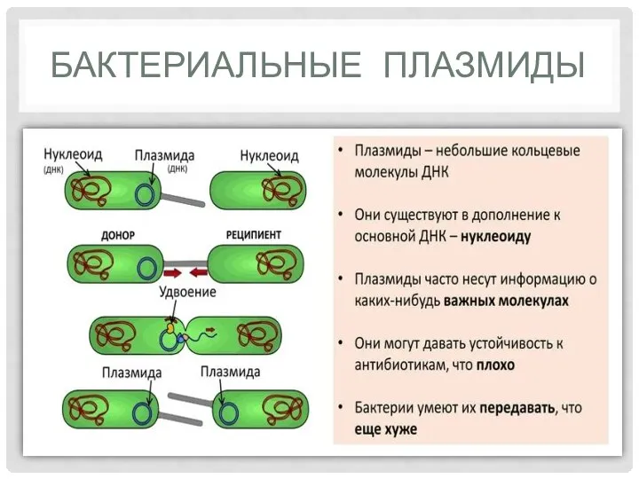 БАКТЕРИАЛЬНЫЕ ПЛАЗМИДЫ