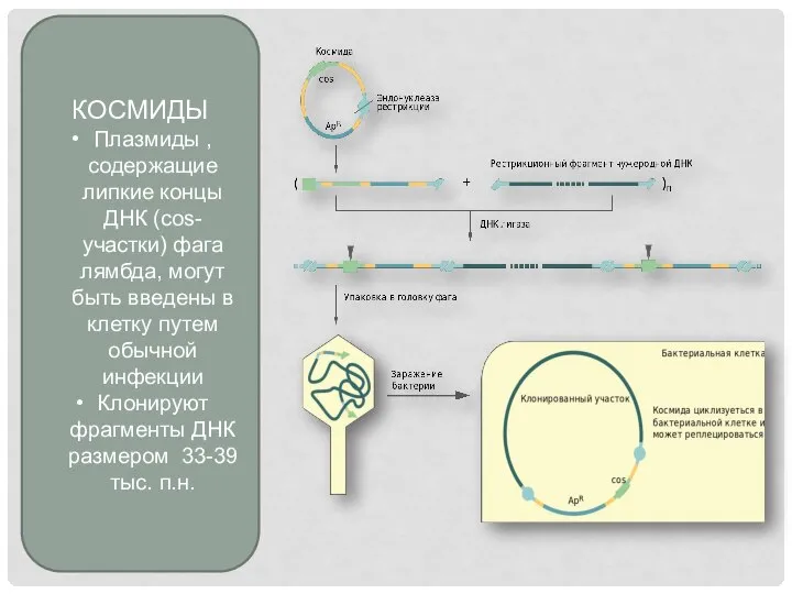 КОСМИДЫ Плазмиды , содержащие липкие концы ДНК (cos- участки) фага лямбда, могут