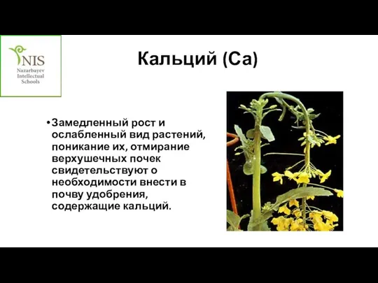 Кальций (Са) Замедленный рост и ослабленный вид растений, поникание их, отмирание верхушечных