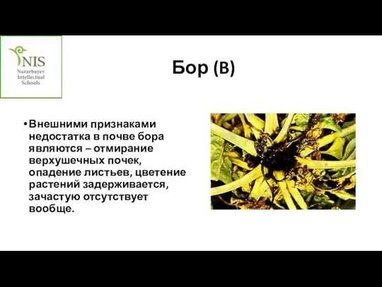 Бор (B) Внешними признаками недостатка в почве бора являются – отмирание верхушечных