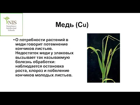 Медь (Сu) О потребности растений в меди говорит потемнение кончиков листьев. Недостаток