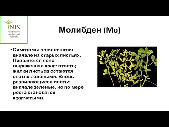 Молибден (Mo) Симптомы проявляются вначале на старых листьях. Появляется ясно выраженная крапчатость;