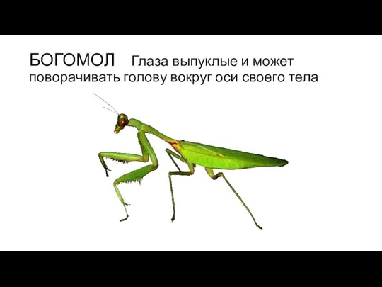 БОГОМОЛ Глаза выпуклые и может поворачивать голову вокруг оси своего тела