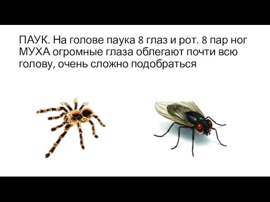 ПАУК. На голове паука 8 глаз и рот. 8 пар ног МУХА