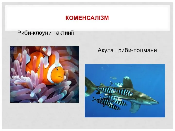 КОМЕНСАЛІЗМ Риби-клоуни і актинії Акула і риби-лоцмани