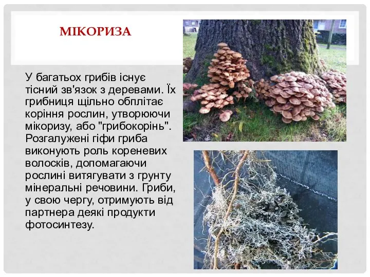 МІКОРИЗА У багатьох грибів існує тісний зв'язок з деревами. Їх грибниця щільно