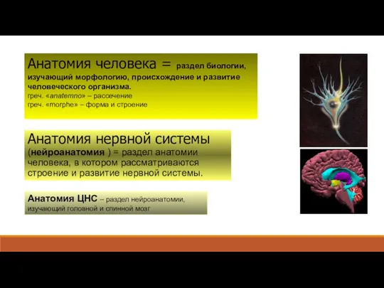 Анатомия человека = раздел биологии, изучающий морфологию, происхождение и развитие человеческого организма.