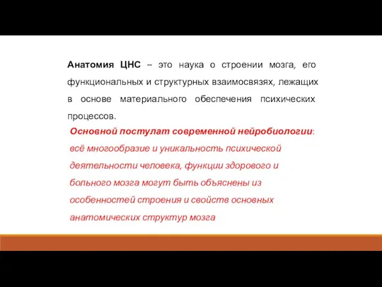 Анатомия ЦНС – это наука о строении мозга, его функциональных и структурных