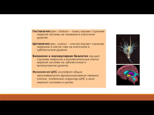Гистология(греч. «histos» – ткань) изучает строение нервной системы на тканевом и клеточном