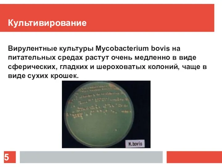 Культивирование Вирулентные культуры Mycobacterium bovis на питательных средах растут очень медленно в