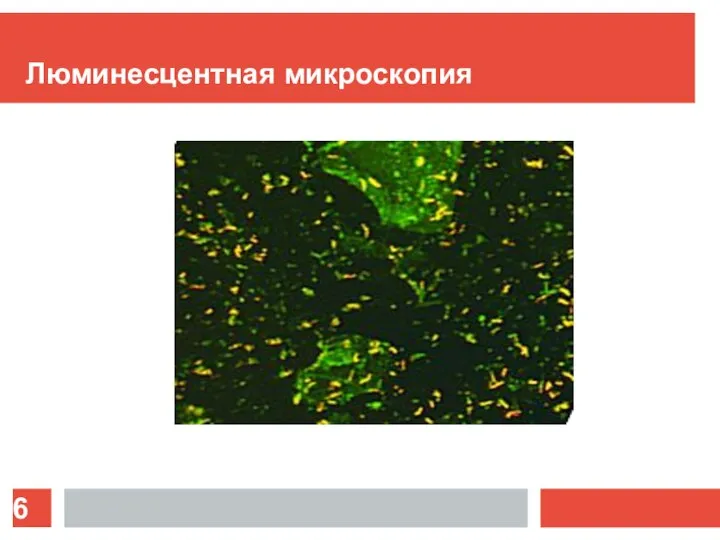 Люминесцентная микроскопия