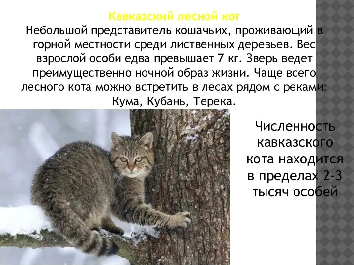 Кавказский лесной кот Небольшой представитель кошачьих, проживающий в горной местности среди лиственных