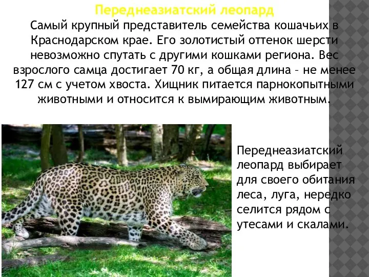 Переднеазиатский леопард Самый крупный представитель семейства кошачьих в Краснодарском крае. Его золотистый