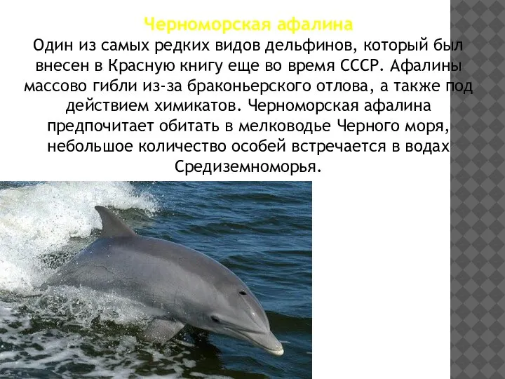 Черноморская афалина Один из самых редких видов дельфинов, который был внесен в