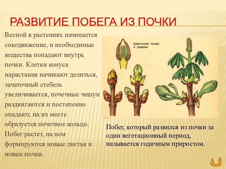 РАЗВИТИЕ ПОБЕГА ИЗ ПОЧКИ Весной в растениях начинается сокодвижение, и необходимые вещества