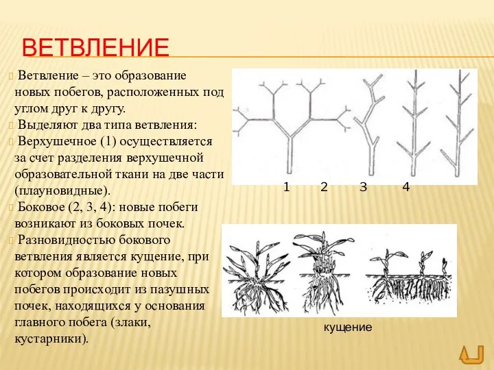 ВЕТВЛЕНИЕ Ветвление – это образование новых побегов, расположенных под углом друг к