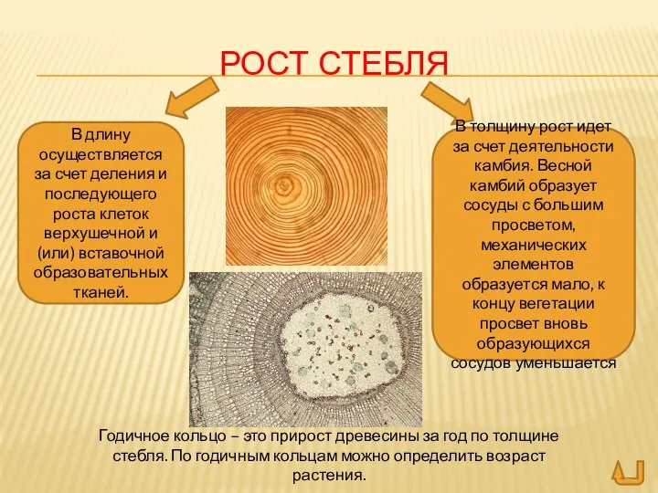 РОСТ СТЕБЛЯ Годичное кольцо – это прирост древесины за год по толщине