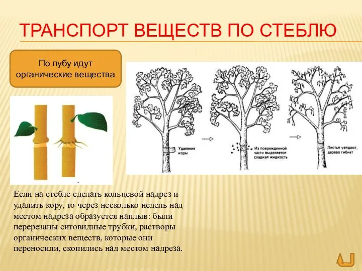 ТРАНСПОРТ ВЕЩЕСТВ ПО СТЕБЛЮ По лубу идут органические вещества Если на стебле