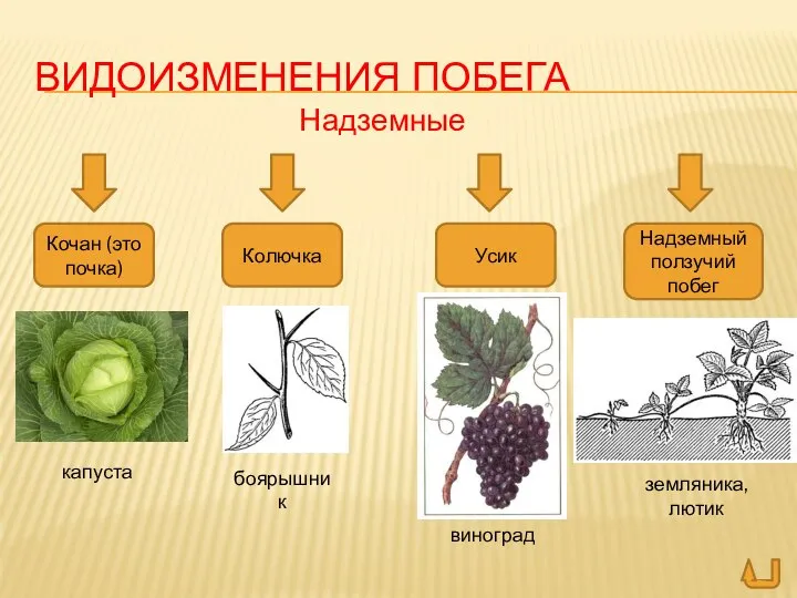 ВИДОИЗМЕНЕНИЯ ПОБЕГА Надземные Кочан (это почка) Колючка Усик Надземный ползучий побег капуста боярышник виноград земляника, лютик