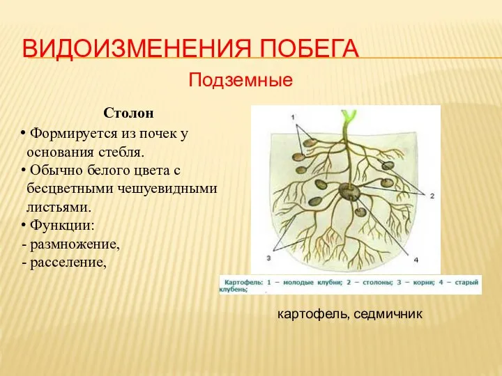 ВИДОИЗМЕНЕНИЯ ПОБЕГА Подземные Столон Формируется из почек у основания стебля. Обычно белого