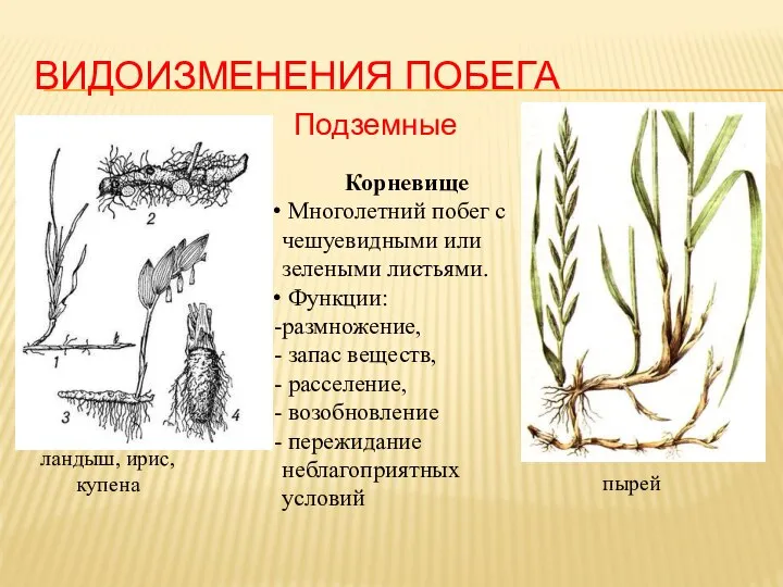 ВИДОИЗМЕНЕНИЯ ПОБЕГА Подземные Корневище Многолетний побег с чешуевидными или зелеными листьями. Функции: