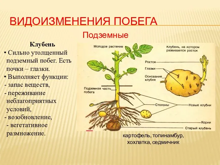 ВИДОИЗМЕНЕНИЯ ПОБЕГА Подземные Клубень Сильно утолщенный подземный побег. Есть почки – глазки.