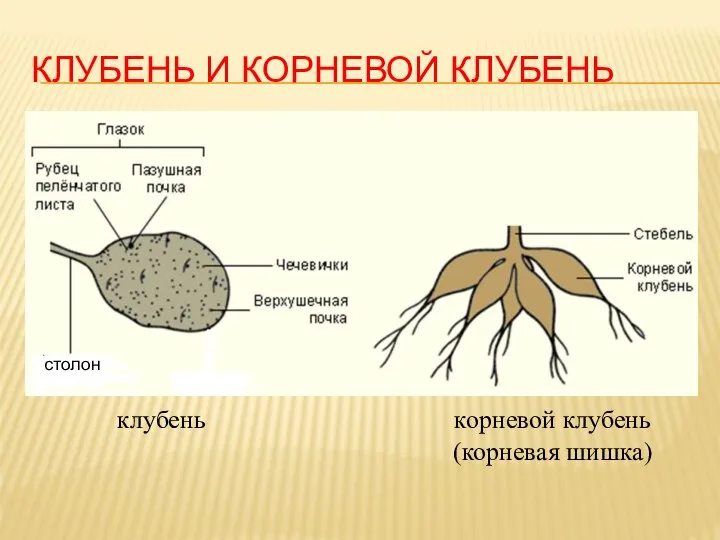 КЛУБЕНЬ И КОРНЕВОЙ КЛУБЕНЬ столон клубень корневой клубень (корневая шишка)