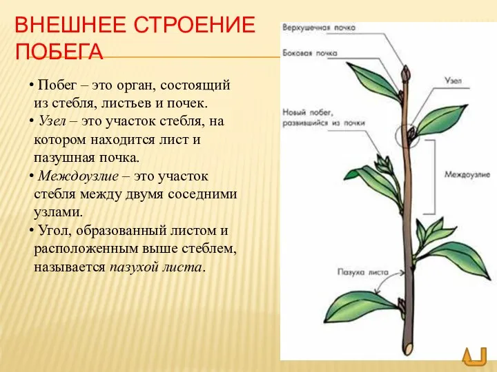 ВНЕШНЕЕ СТРОЕНИЕ ПОБЕГА Побег – это орган, состоящий из стебля, листьев и