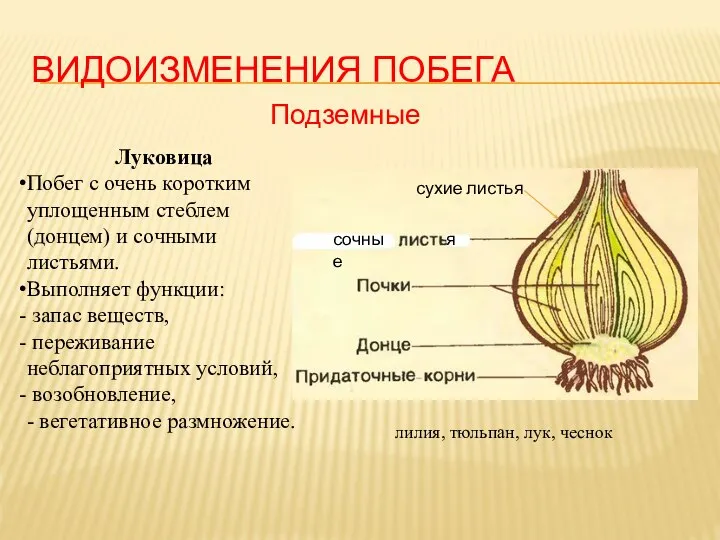 ВИДОИЗМЕНЕНИЯ ПОБЕГА Подземные сочные я сухие листья Луковица Побег с очень коротким