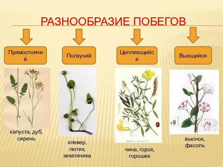 РАЗНООБРАЗИЕ ПОБЕГОВ Прямостоячий Ползучий Цепляющийся Вьющийся капуста, дуб, сирень клевер, лютик, земляника
