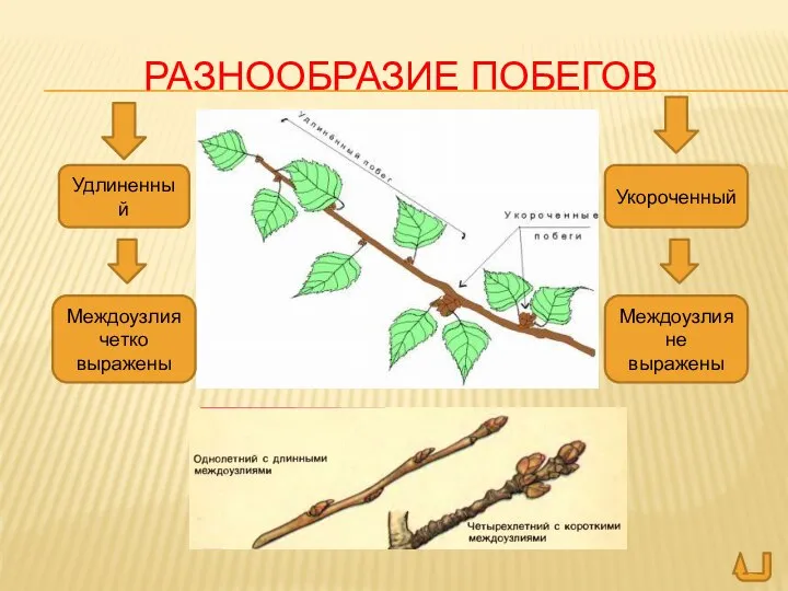 РАЗНООБРАЗИЕ ПОБЕГОВ Удлиненный Укороченный Междоузлия четко выражены Междоузлия не выражены