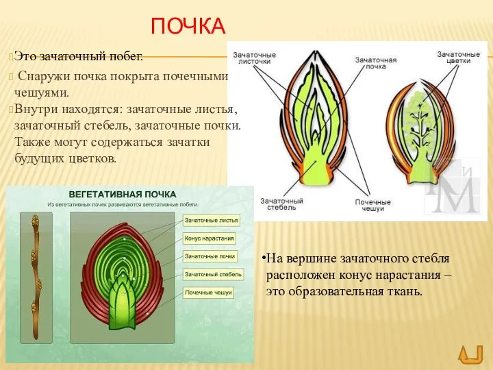 ПОЧКА Это зачаточный побег. Снаружи почка покрыта почечными чешуями. Внутри находятся: зачаточные