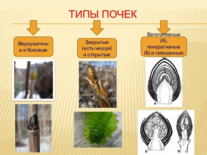 ТИПЫ ПОЧЕК Верхушечные и боковые Закрытые (есть чешуи) и открытые Вегетативные (А),