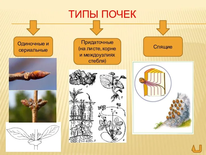 ТИПЫ ПОЧЕК Одиночные и сериальные Придаточные (на листе, корне и междоузлиях стебля) Спящие