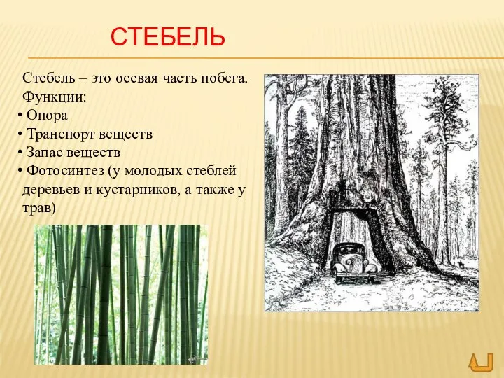 СТЕБЕЛЬ Стебель – это осевая часть побега. Функции: Опора Транспорт веществ Запас