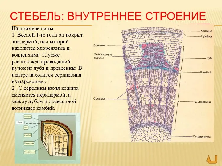 СТЕБЕЛЬ: ВНУТРЕННЕЕ СТРОЕНИЕ На примере липы 1. Весной 1-го года он покрыт