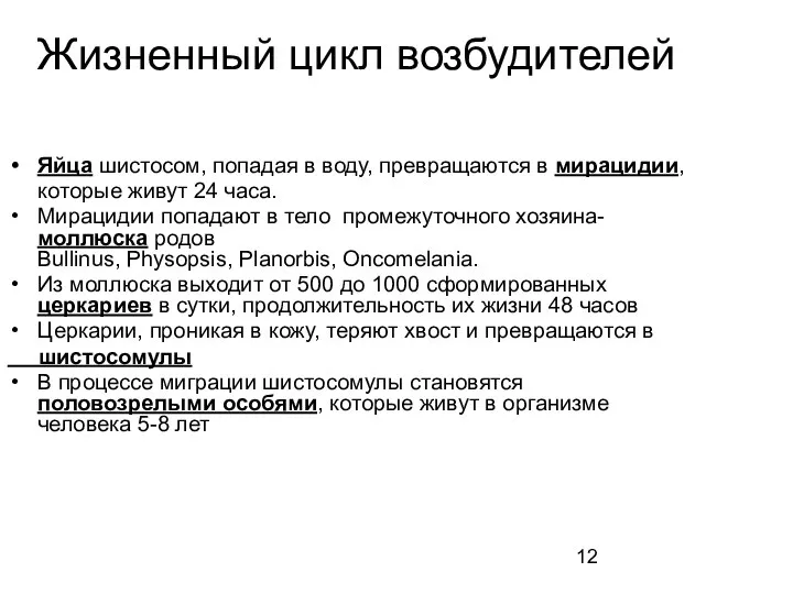 Жизненный цикл возбудителей Яйца шистосом, попадая в воду, превращаются в мирацидии, которые