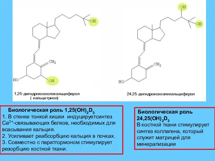 Биологическая роль 1,25(ОН)2D3 1. В стенке тонкой кишки индуцируетсинтез Са2+-связывающих белков, необходимых