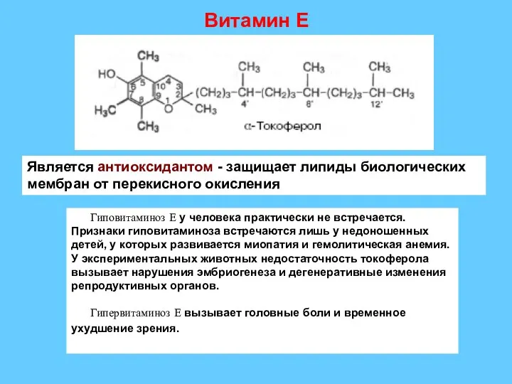 Витамин Е Является антиоксидантом - защищает липиды биологических мембран от перекисного окисления