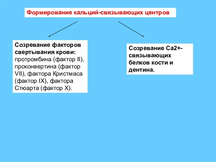 Формирование кальций-связывающих центров Созревание факторов свертывания крови: протромбина (фактор II), проконвертина (фактор